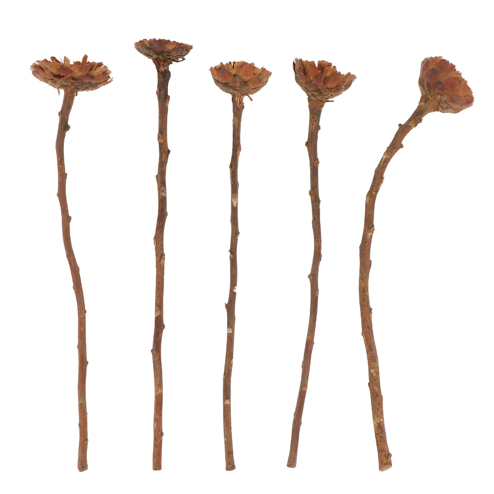 5Pcs Imported Dried Sunflower  - огляд і ціна Lighting Decor Photos