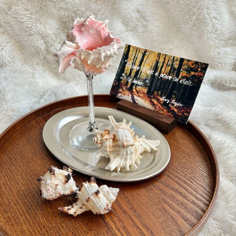 Light Luxury Conch Shell Champ - огляд і ціна Lighting Decoration Ideas For Home